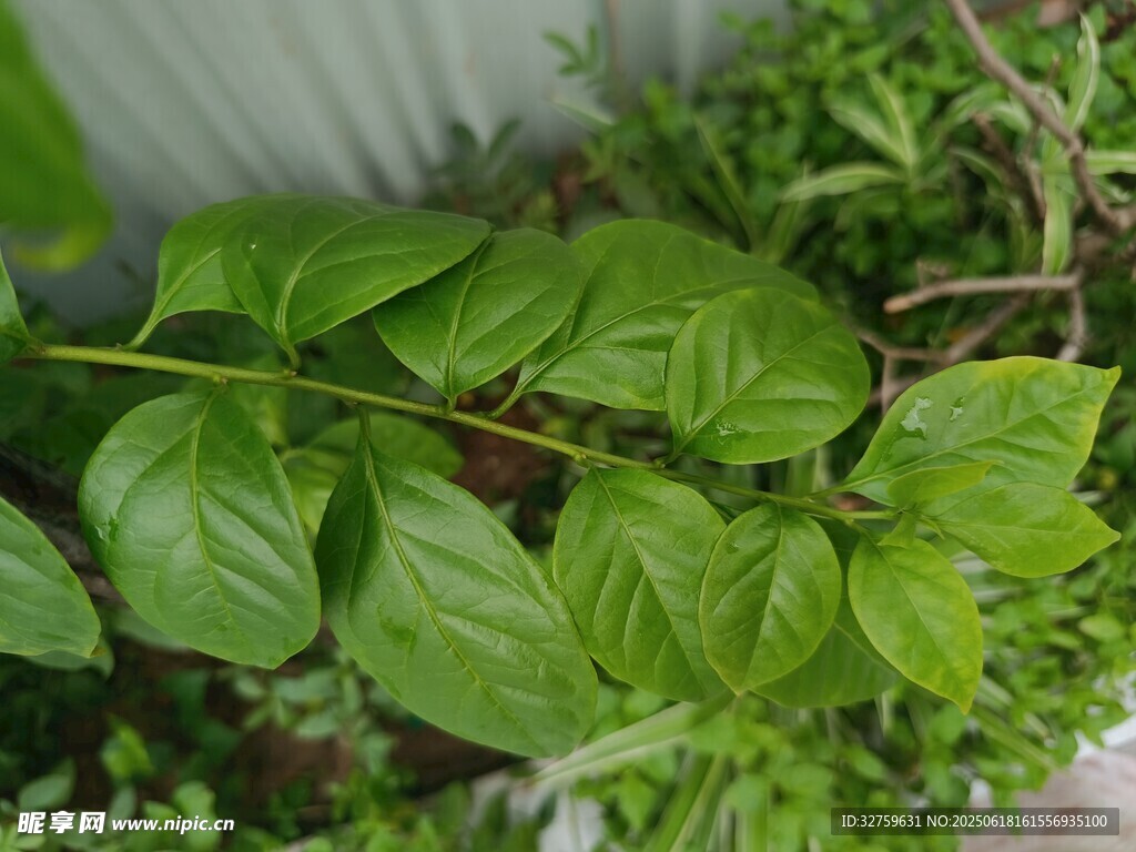 翠綠葉片的植物特寫