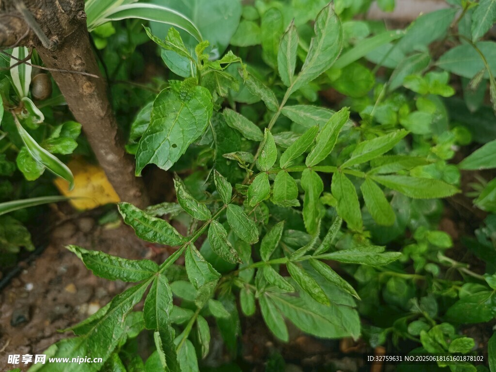 嫩綠植物特寫