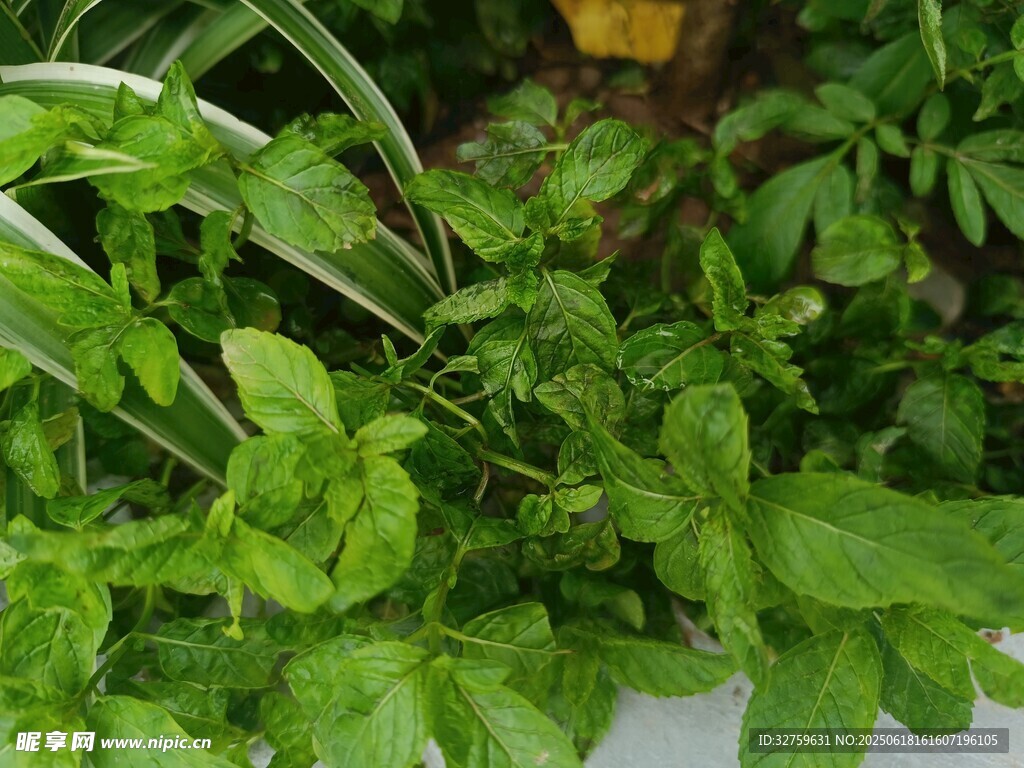 新鮮翠綠的多種香草植物