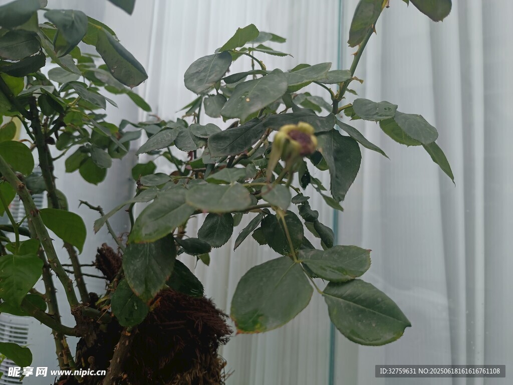 室內綠植盆栽特寫