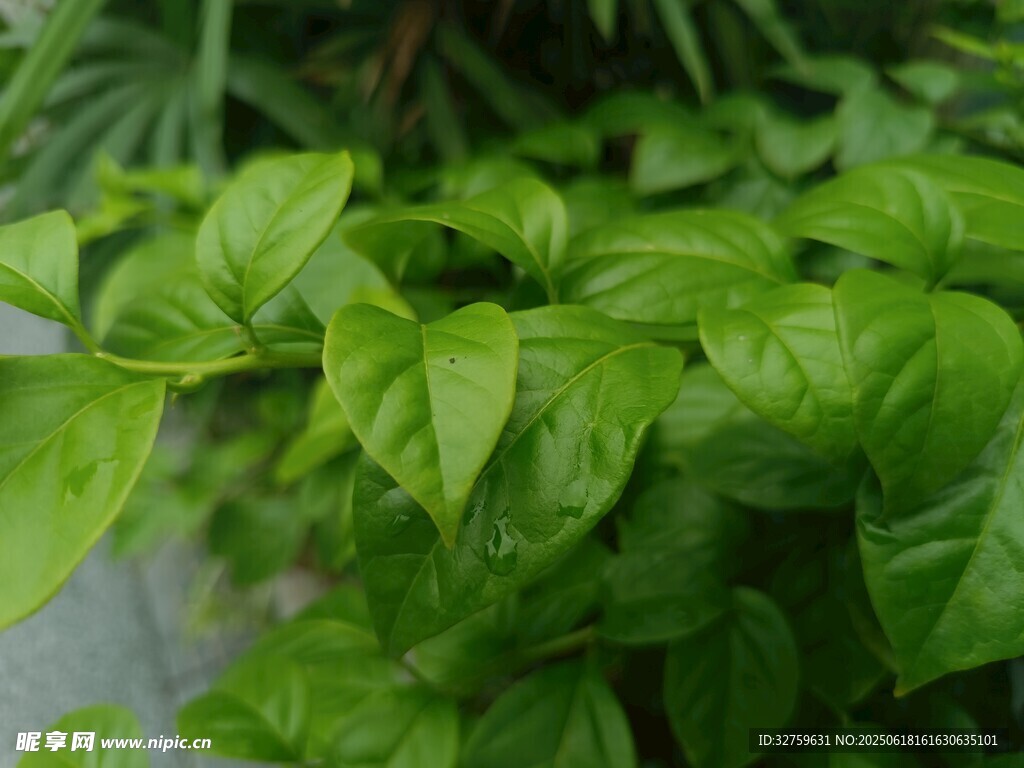 翠綠葉片的生機植物