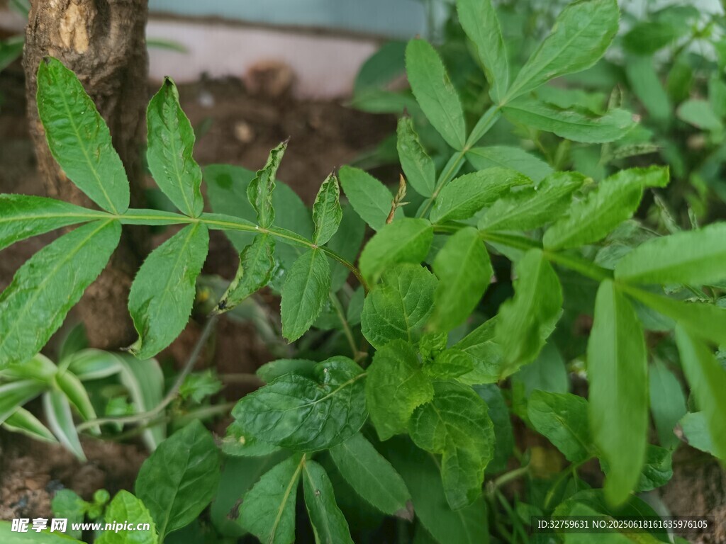 嫩綠植物特寫