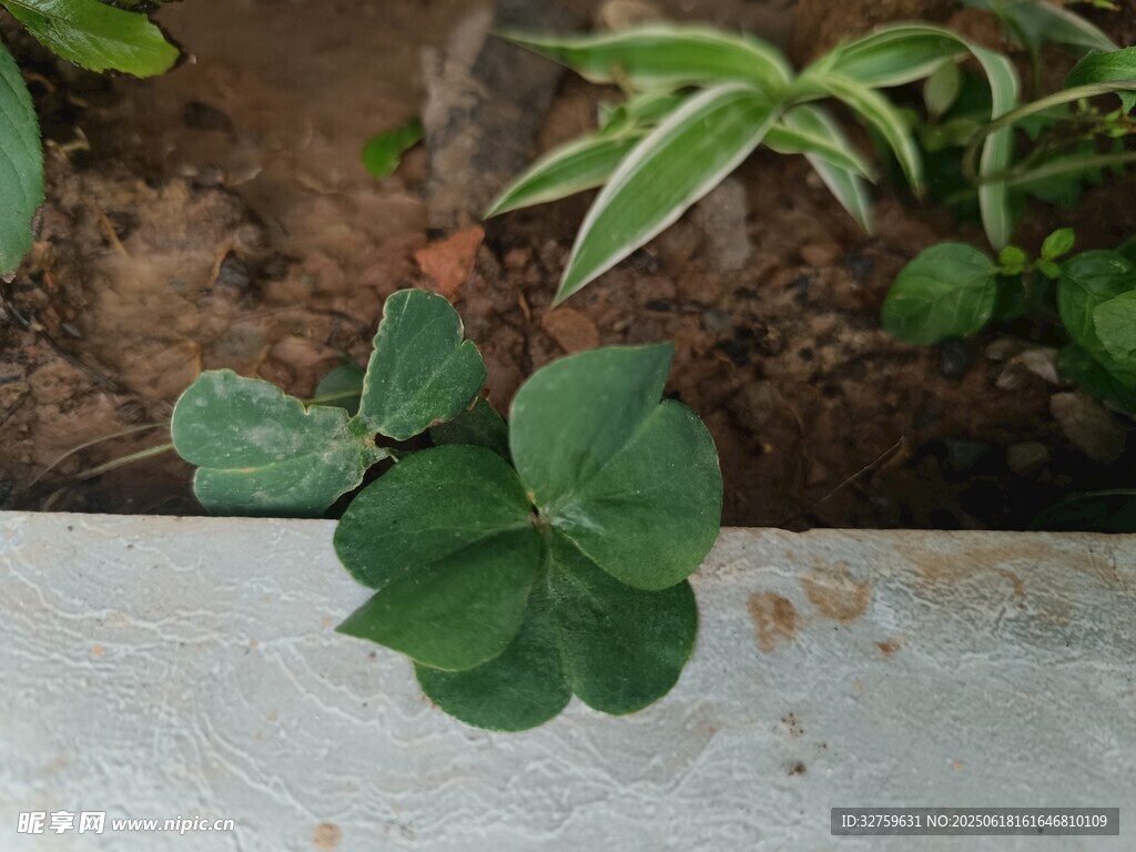 墻邊翠綠三葉草