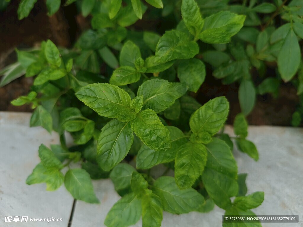 清新薄荷綠植盆栽