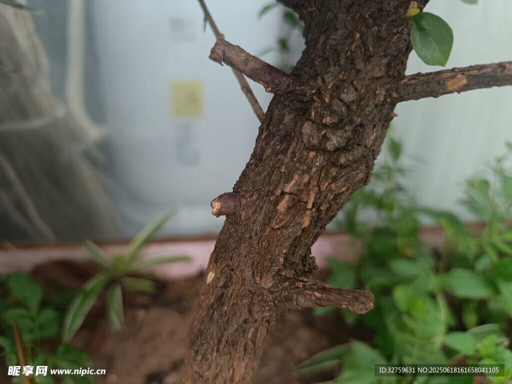 古樸樹樁盆景特寫