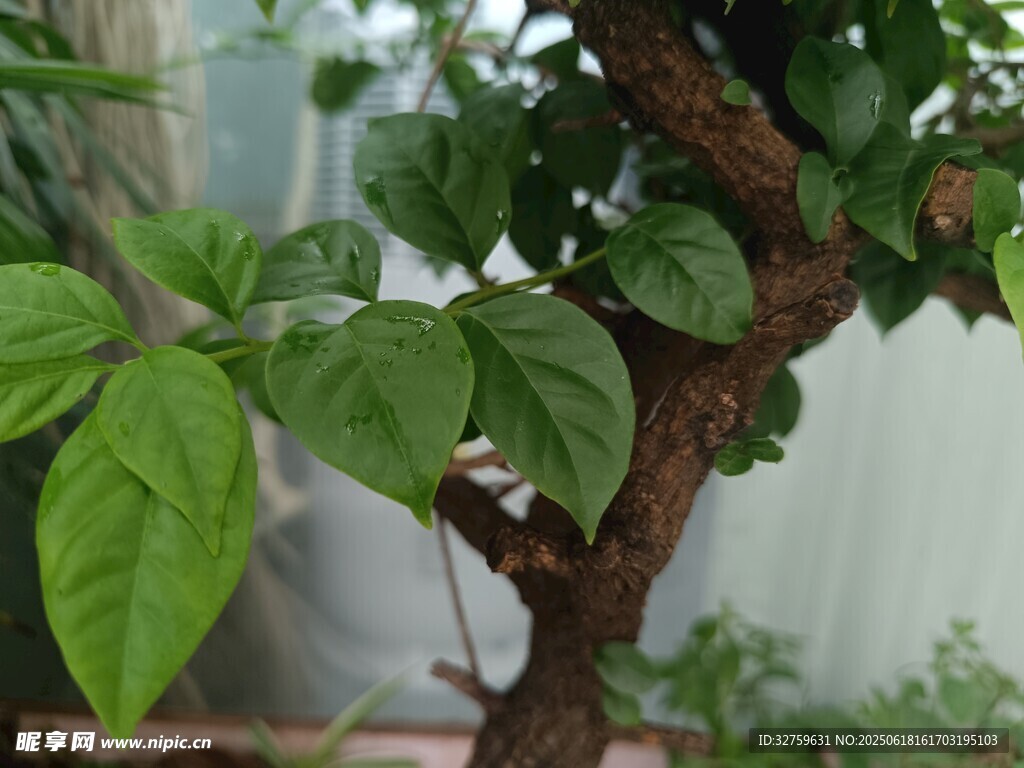 綠葉繁茂的盆栽樹
