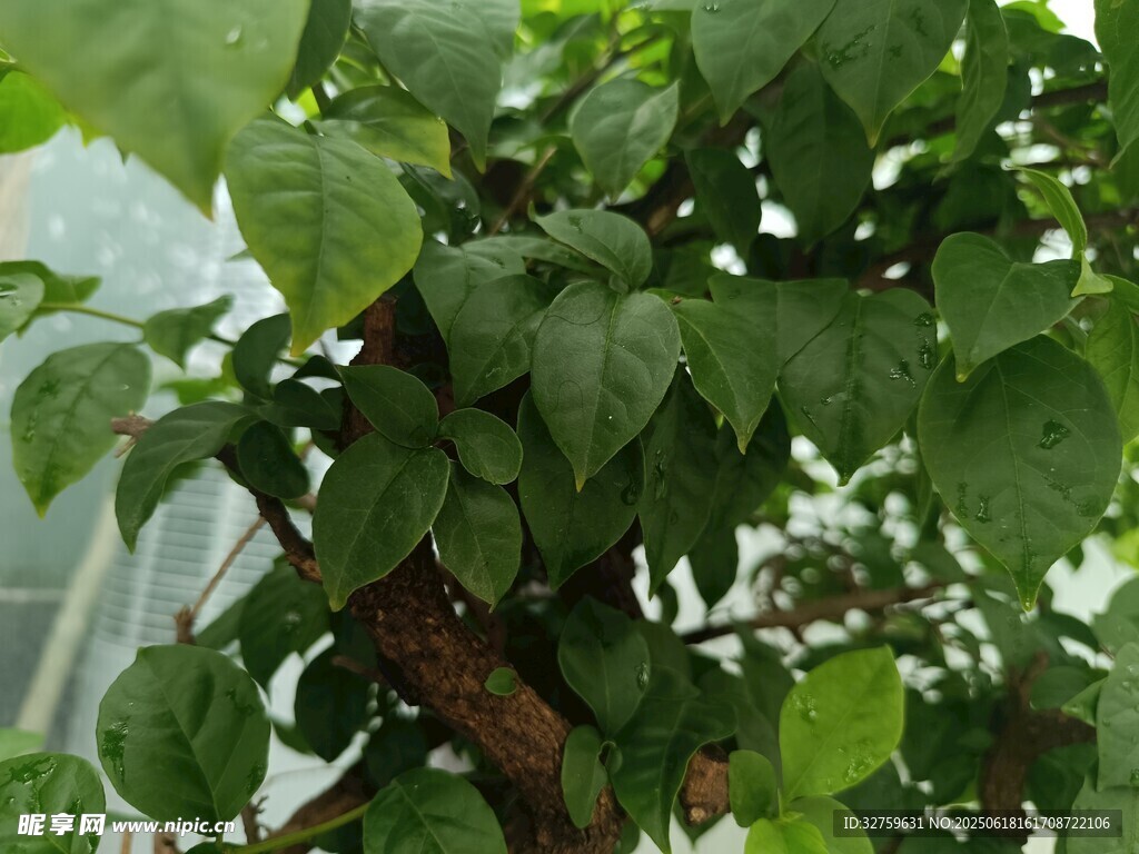 綠葉繁茂的植物枝干