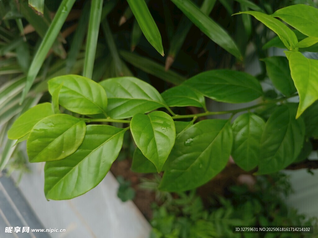 翠綠葉片生機盎然的植物