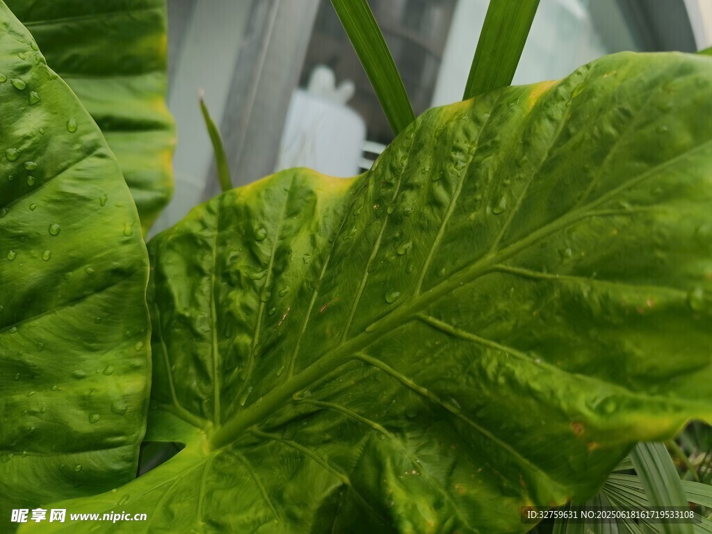翠綠葉片特寫