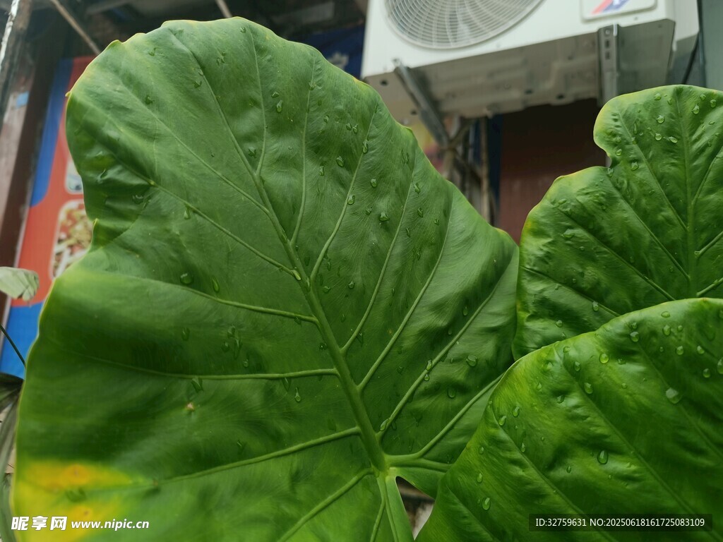 特寫翠綠碩大的植物葉片