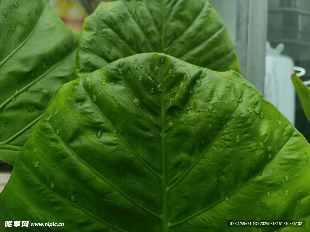 翠綠大葉片植物特寫