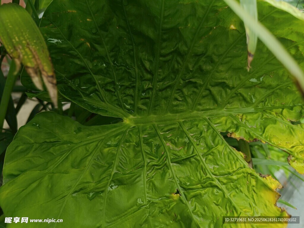 翠綠大葉片特寫