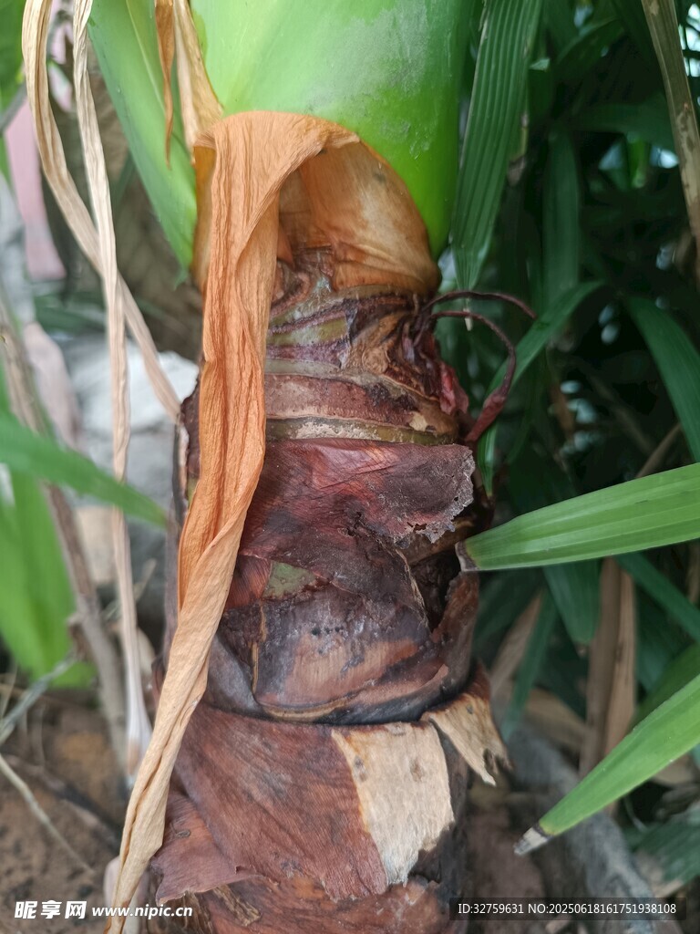 剝開的棕褐色竹筍