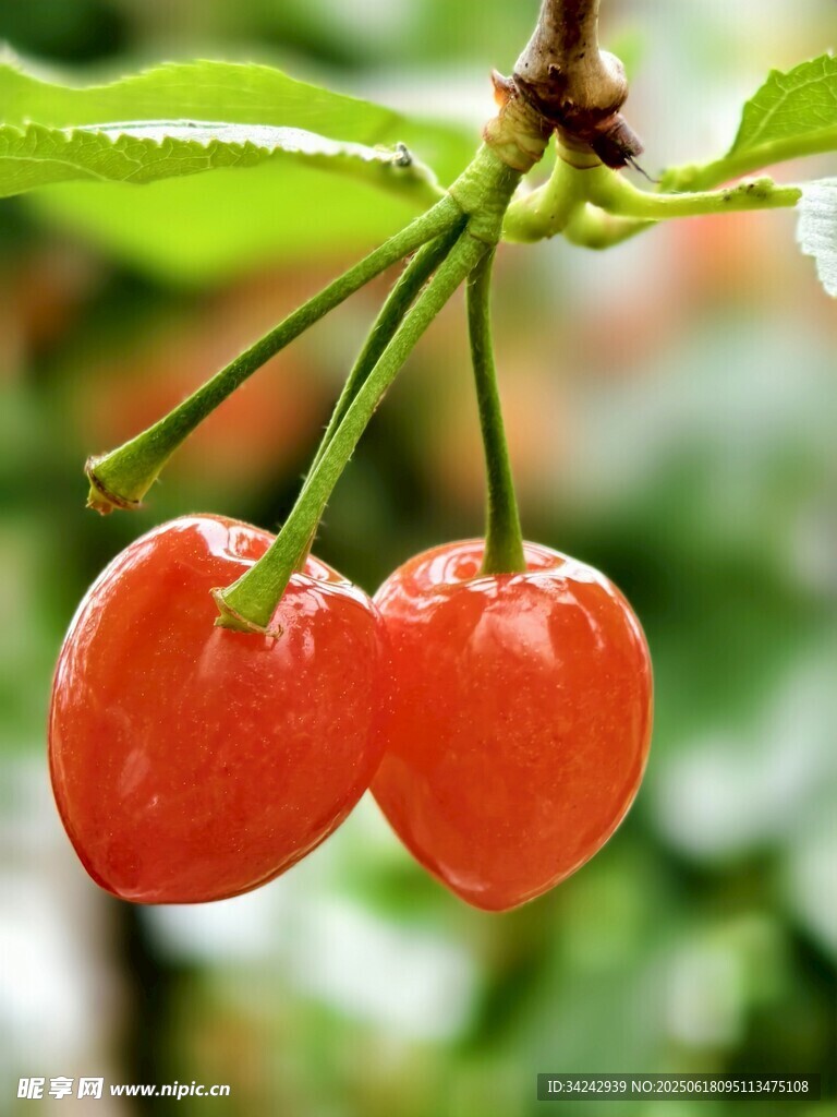 櫻桃