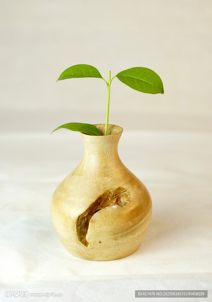 木質花瓶中生長的嫩綠幼苗