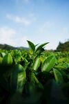 翠綠茶園風光