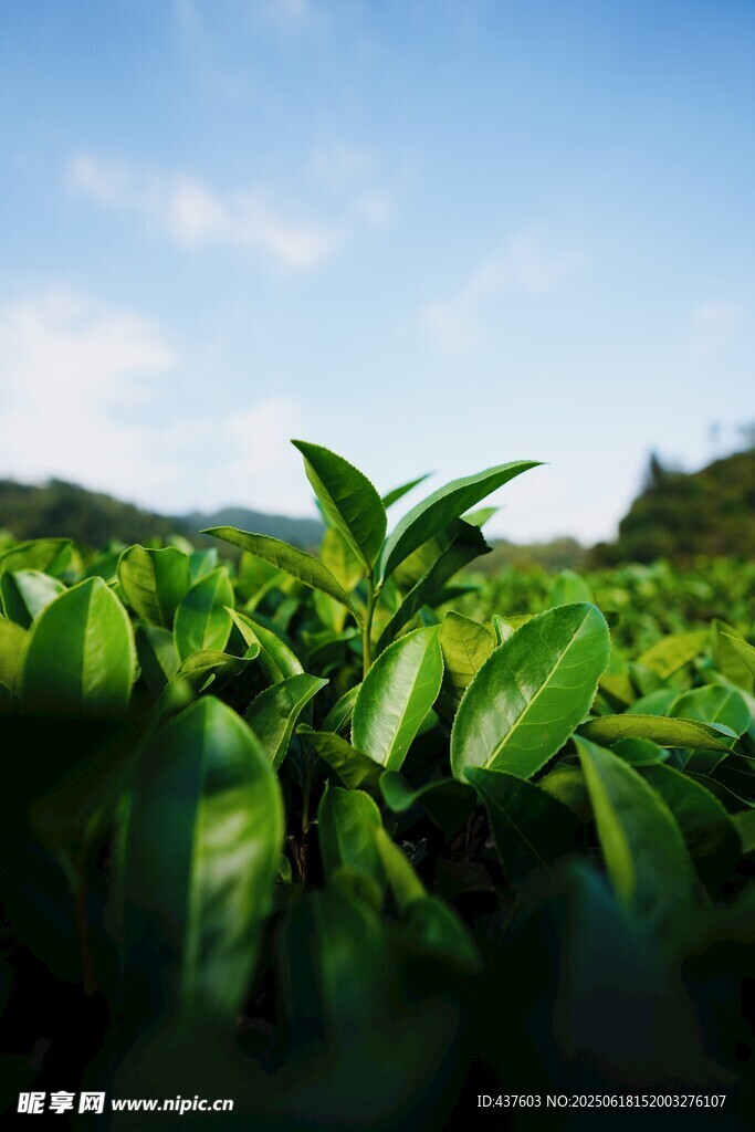 翠綠茶園風光