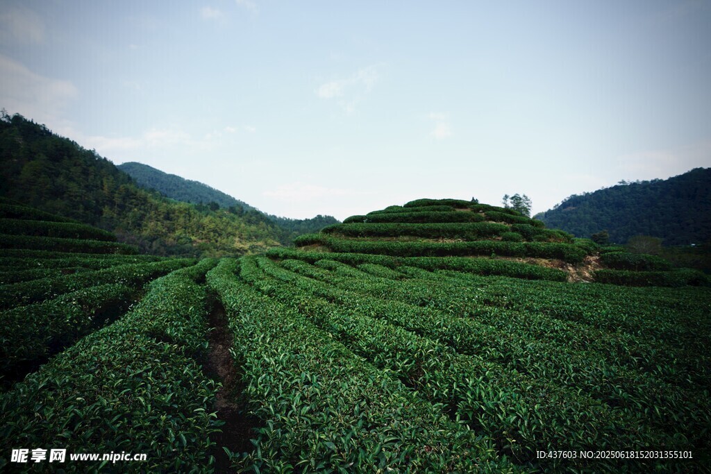 翠綠茶園遠山相伴
