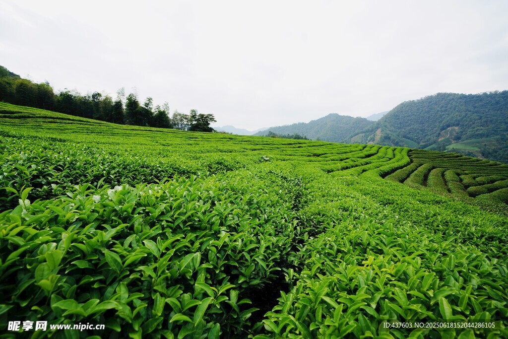 翠綠茶園遠(yuǎn)山相伴