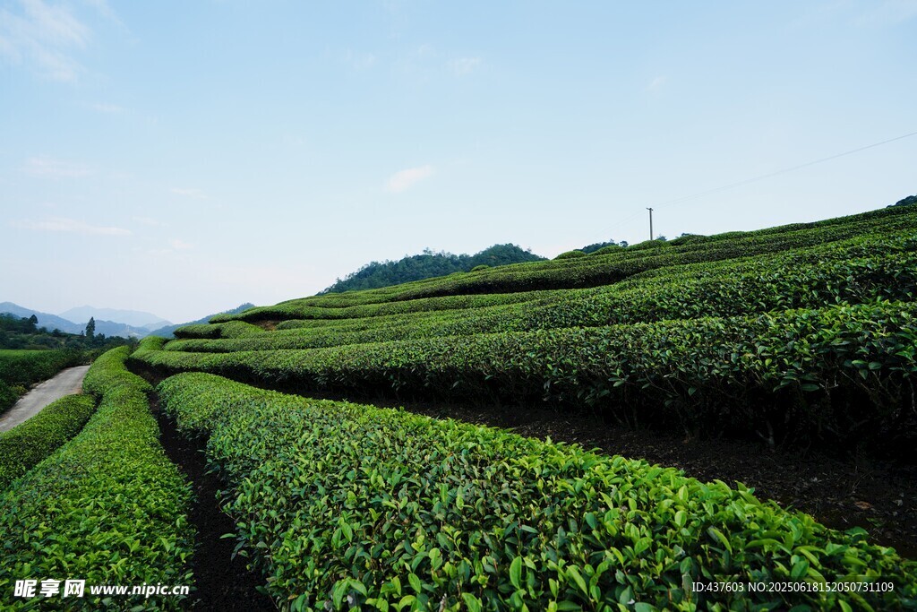 翠綠茶園風光