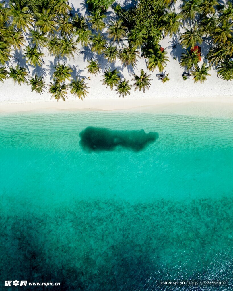 海底鯨魚與水面綠植景觀