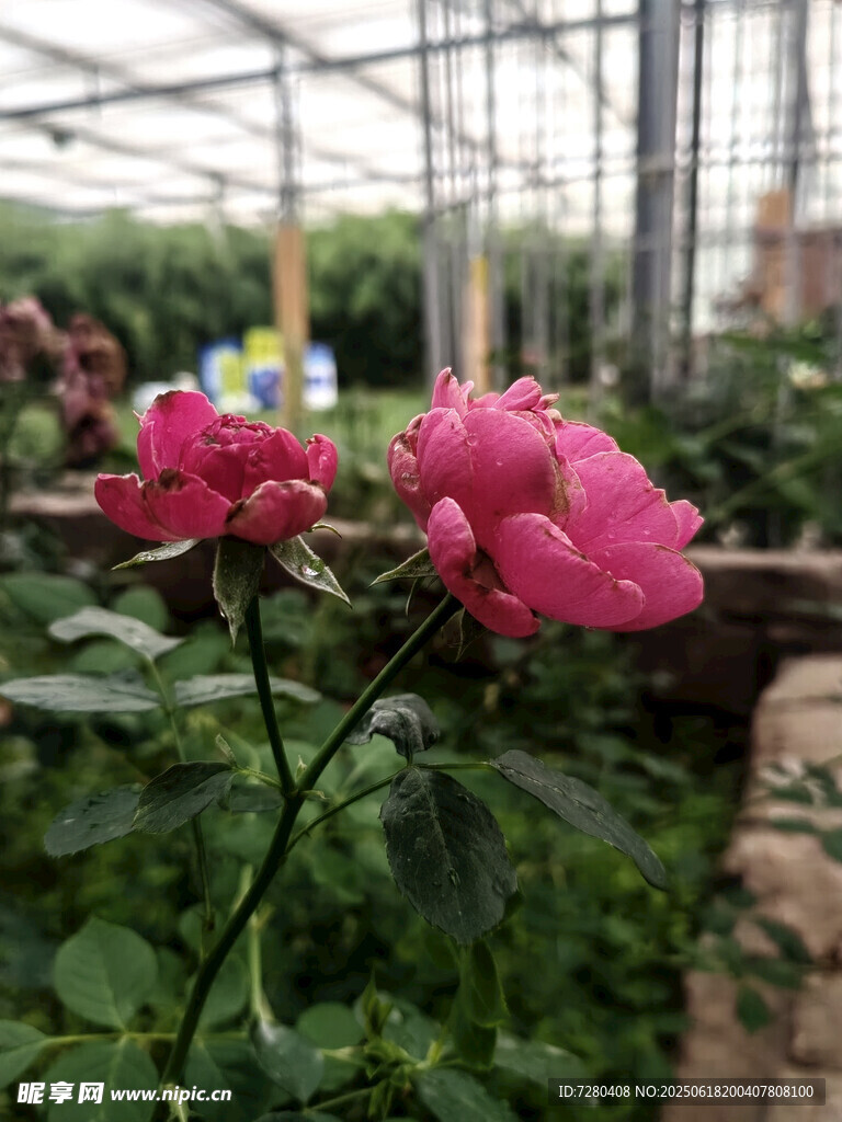 溫室中的嬌艷粉色月季花