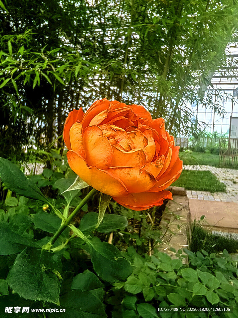 嬌艷橙色花綻放于綠植間