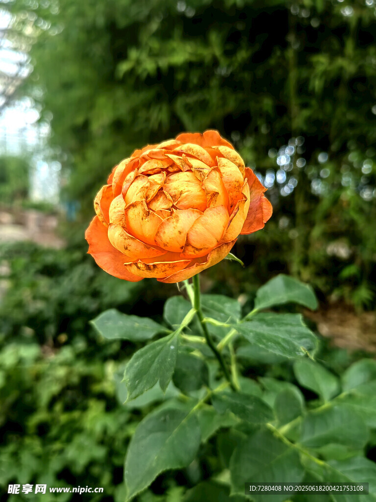 橙色嬌艷月季花