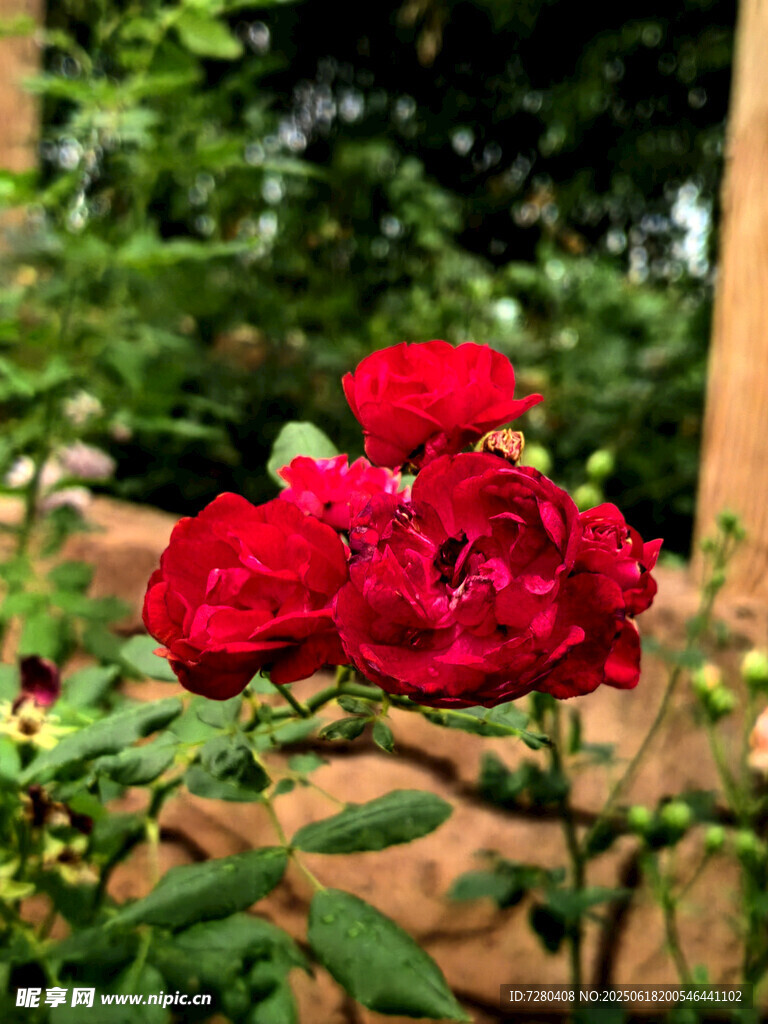 嬌艷紅玫瑰綻放于綠植間