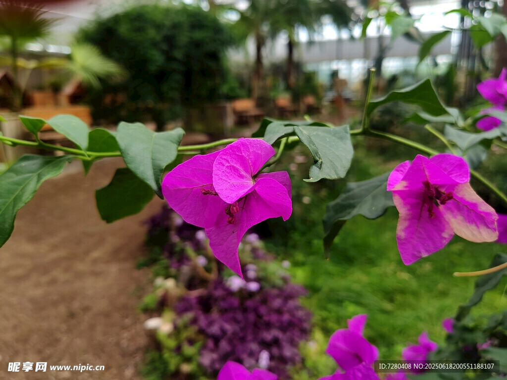 嬌艷三角梅綻放于花園