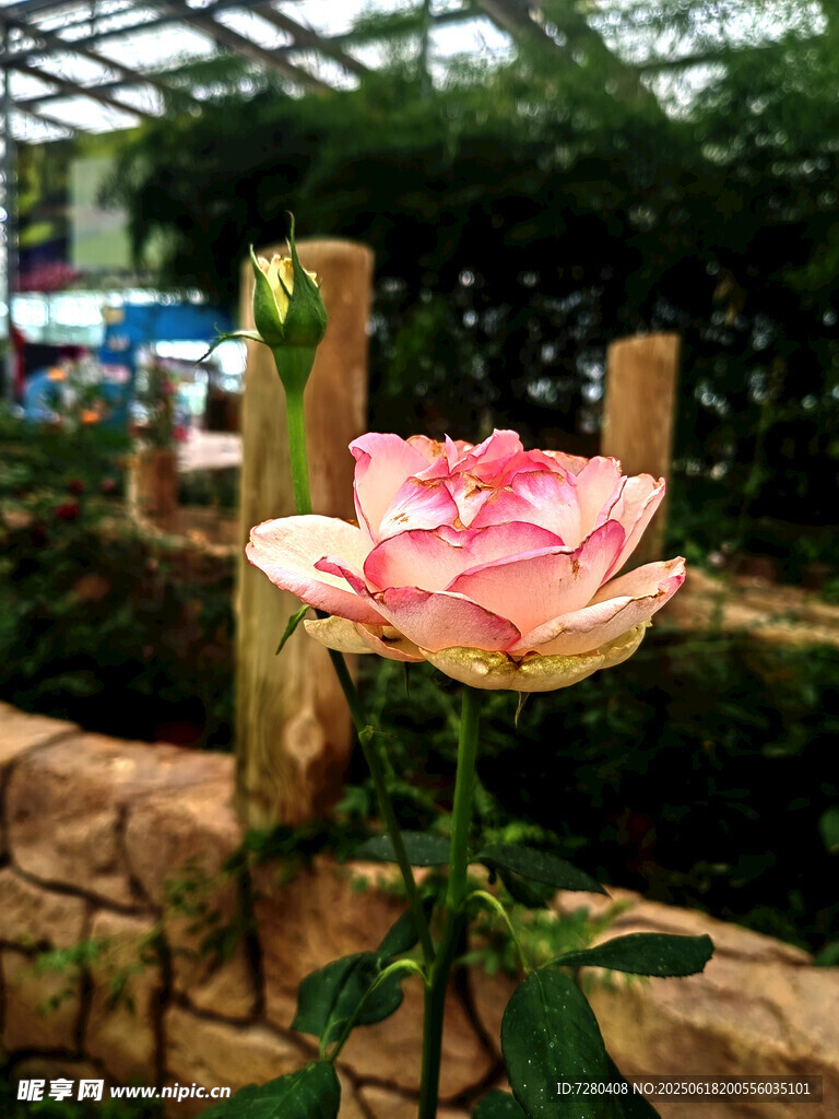 嬌艷綻放的粉色月季花