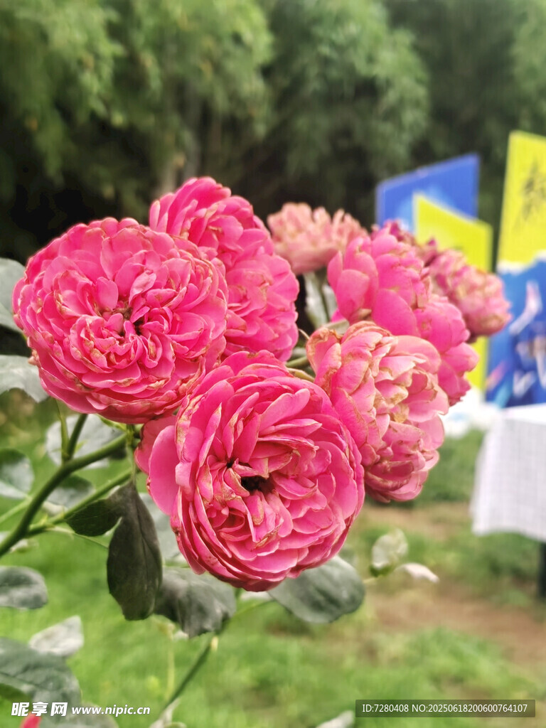 嬌艷粉色月季花綻放
