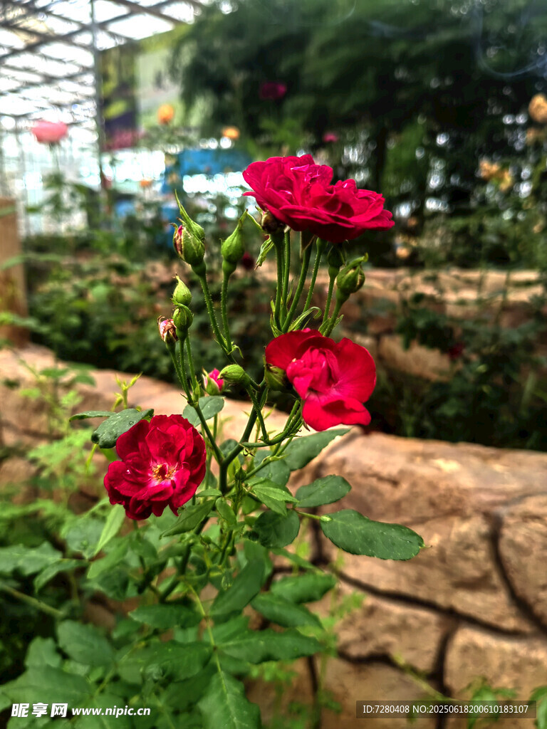 嬌艷紅花朵于綠植間綻放