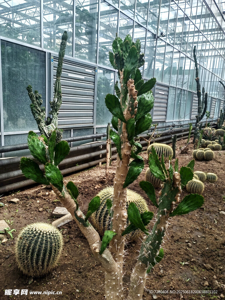 溫室中的多樣仙人掌植物