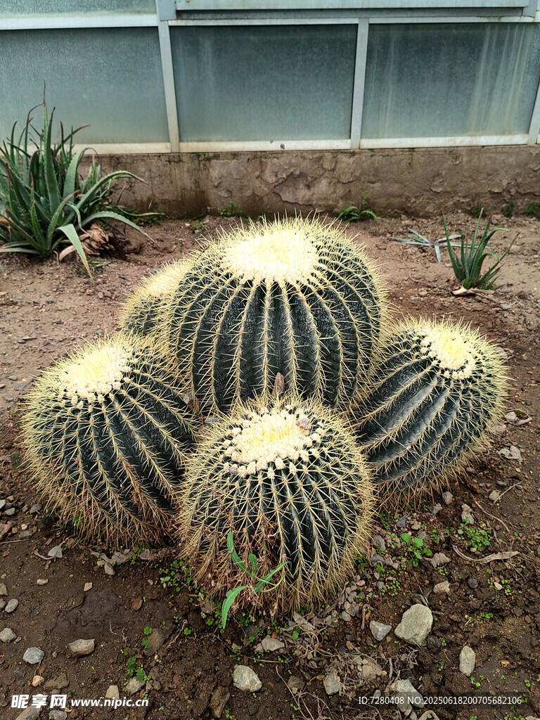 仙人球沙漠植物