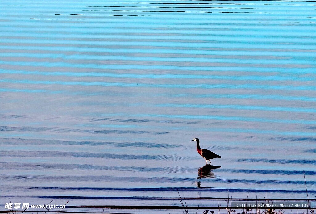 海濱孤鳥水波蕩漾之景