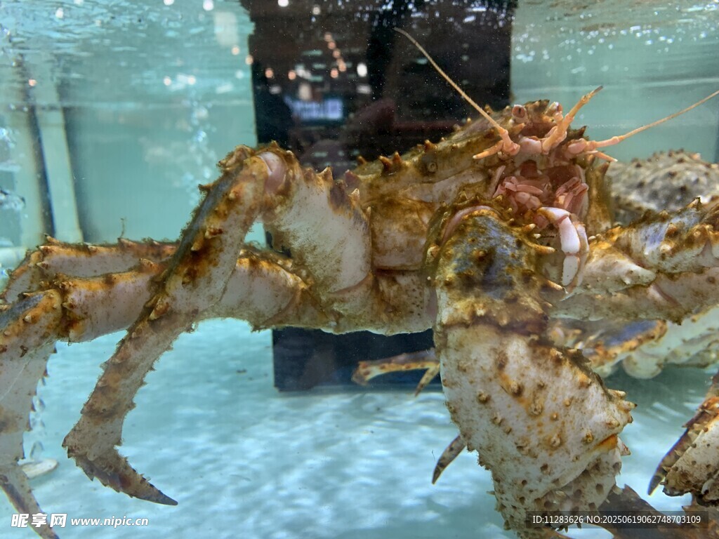 兇猛大螃蟹展示威武身姿