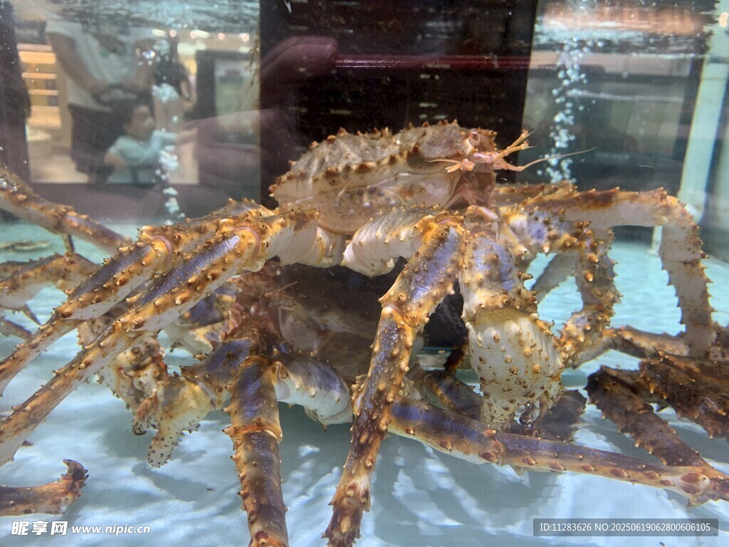 巨型帝王蟹展示