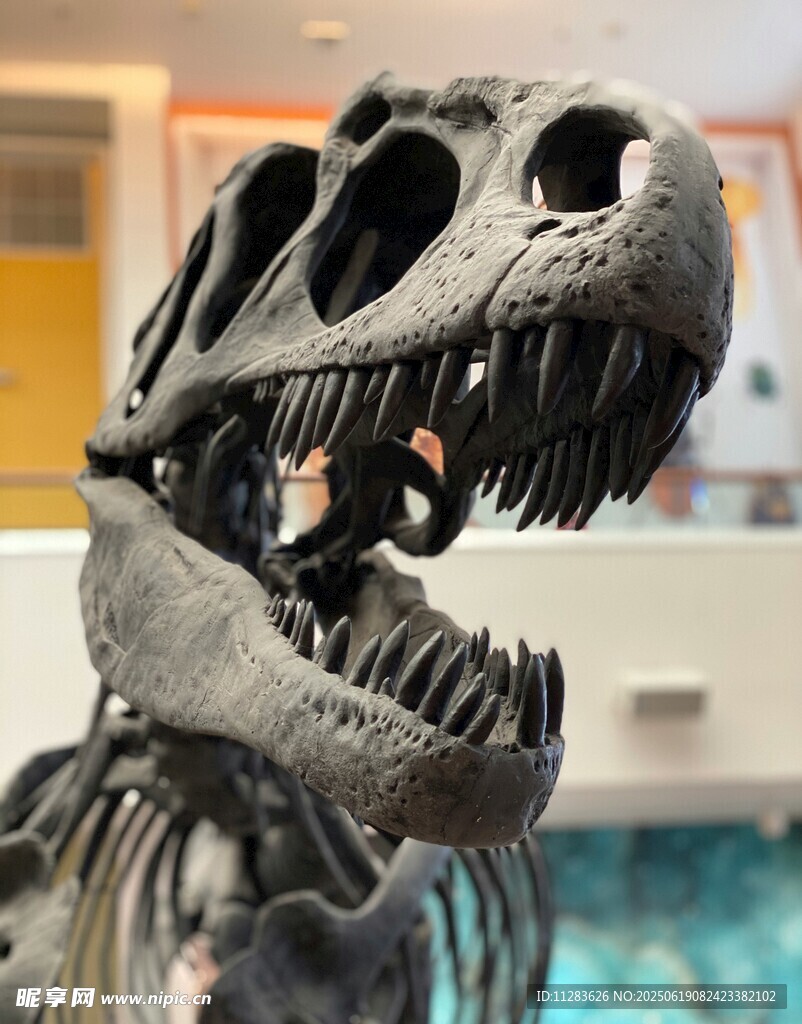 恐龍骨架模型展示