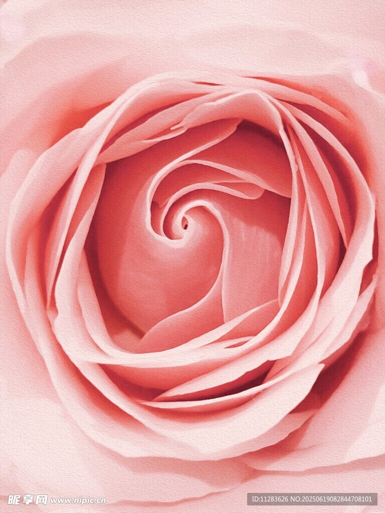 粉色柔美玫瑰花特寫