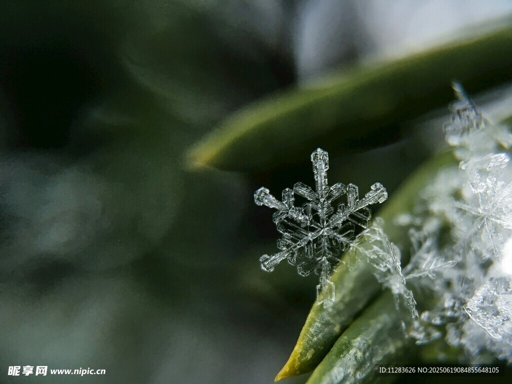 葉片上的精致雪花