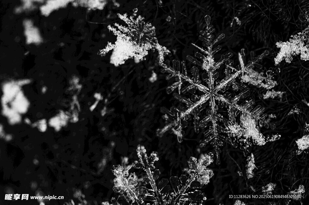 微距下的精美雪花特寫