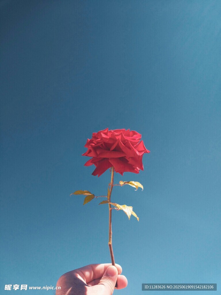手捧嬌艷紅玫瑰