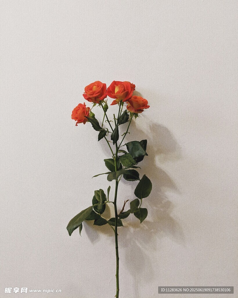 單枝橙紅色月季花特寫