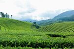 翠綠梯田茶園 山間美景