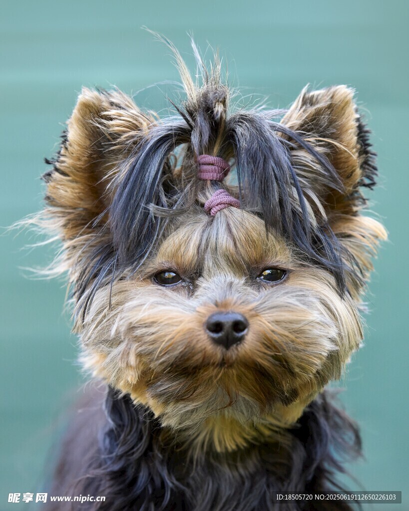 可愛約克夏犬
