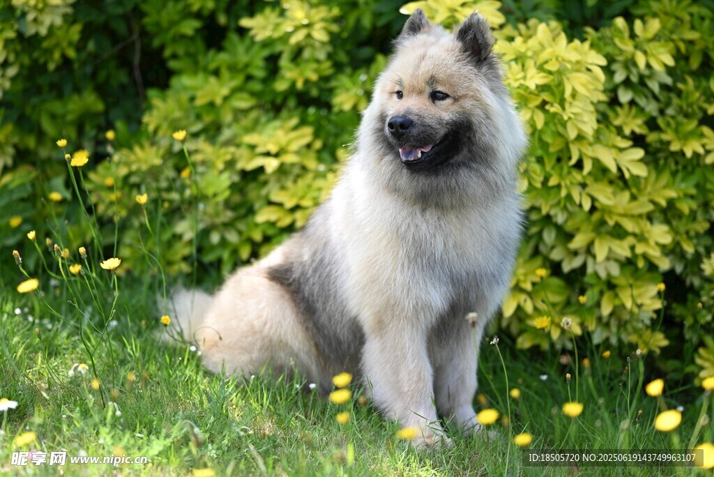 草地上的可愛長毛犬