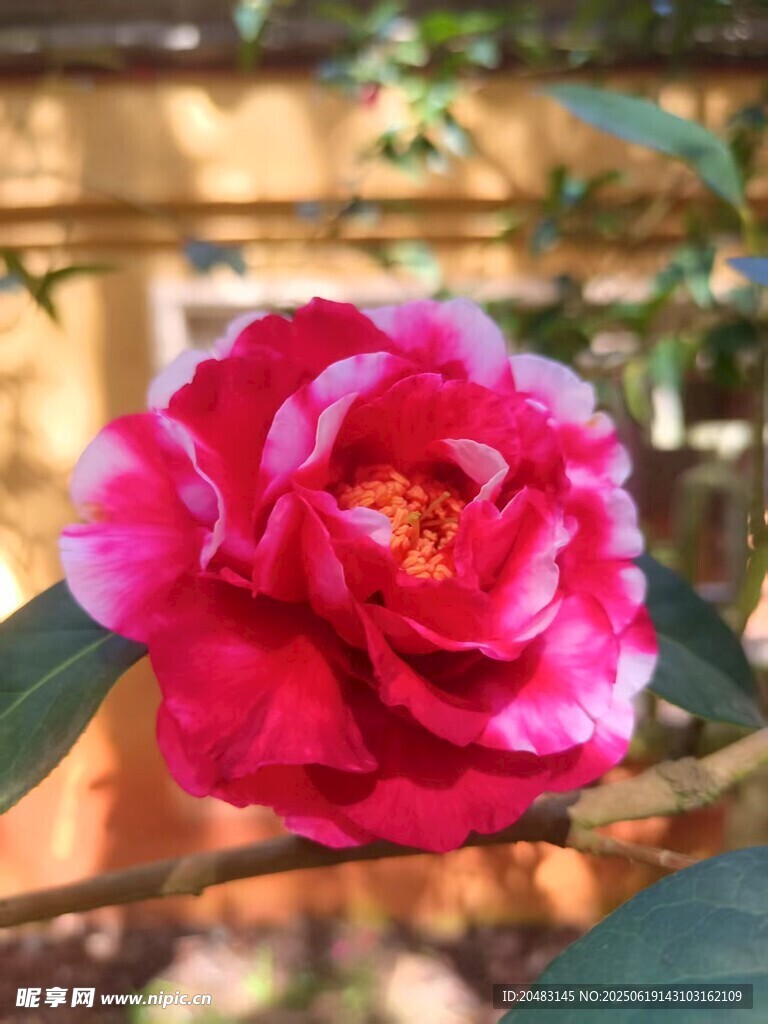 嬌艷欲滴的盛開山茶花