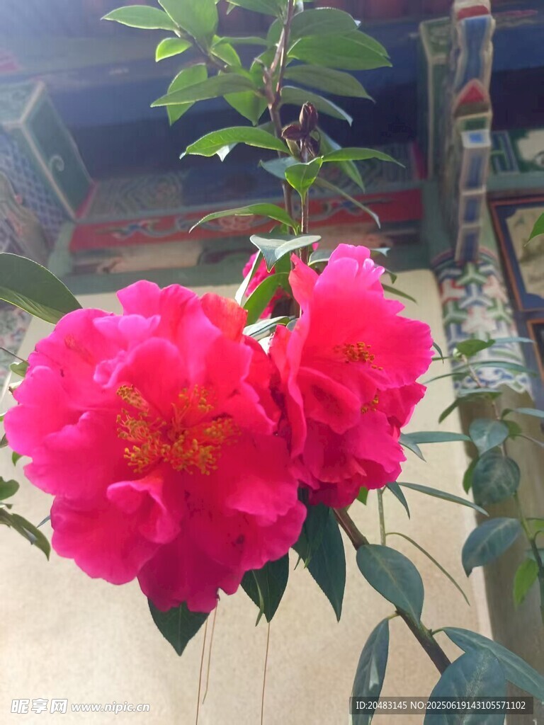 嬌艷盛開的兩朵粉紅色花朵