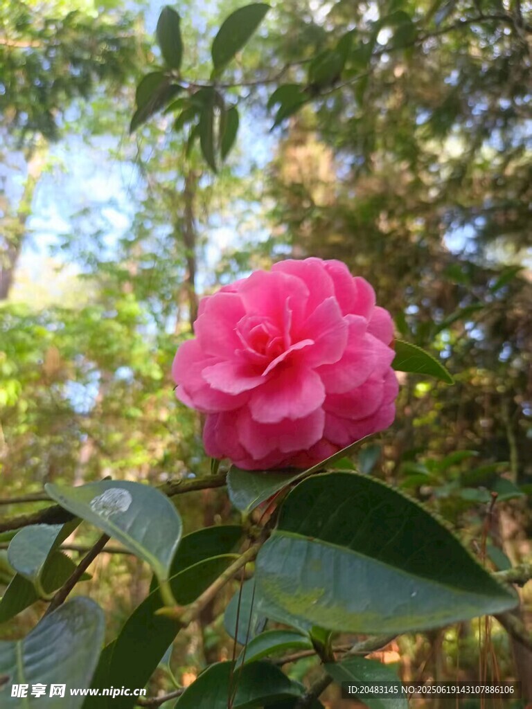 嬌艷山茶花綻放于林間